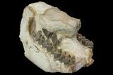 Fossil Running Rhino (Hyracodon) Jaws - South Dakota #143934-6